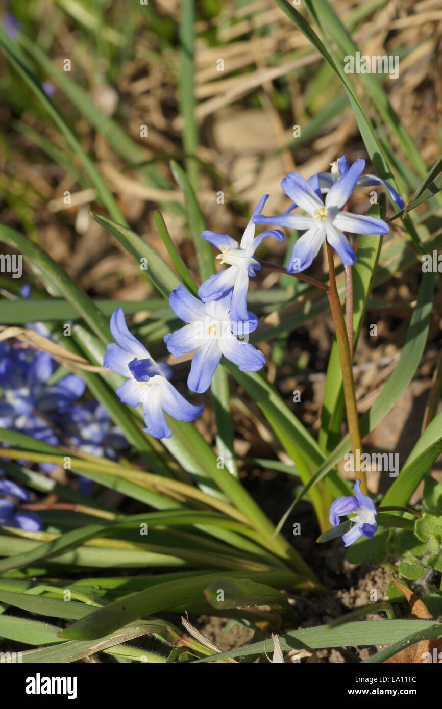 Alpine squill Stock Photo