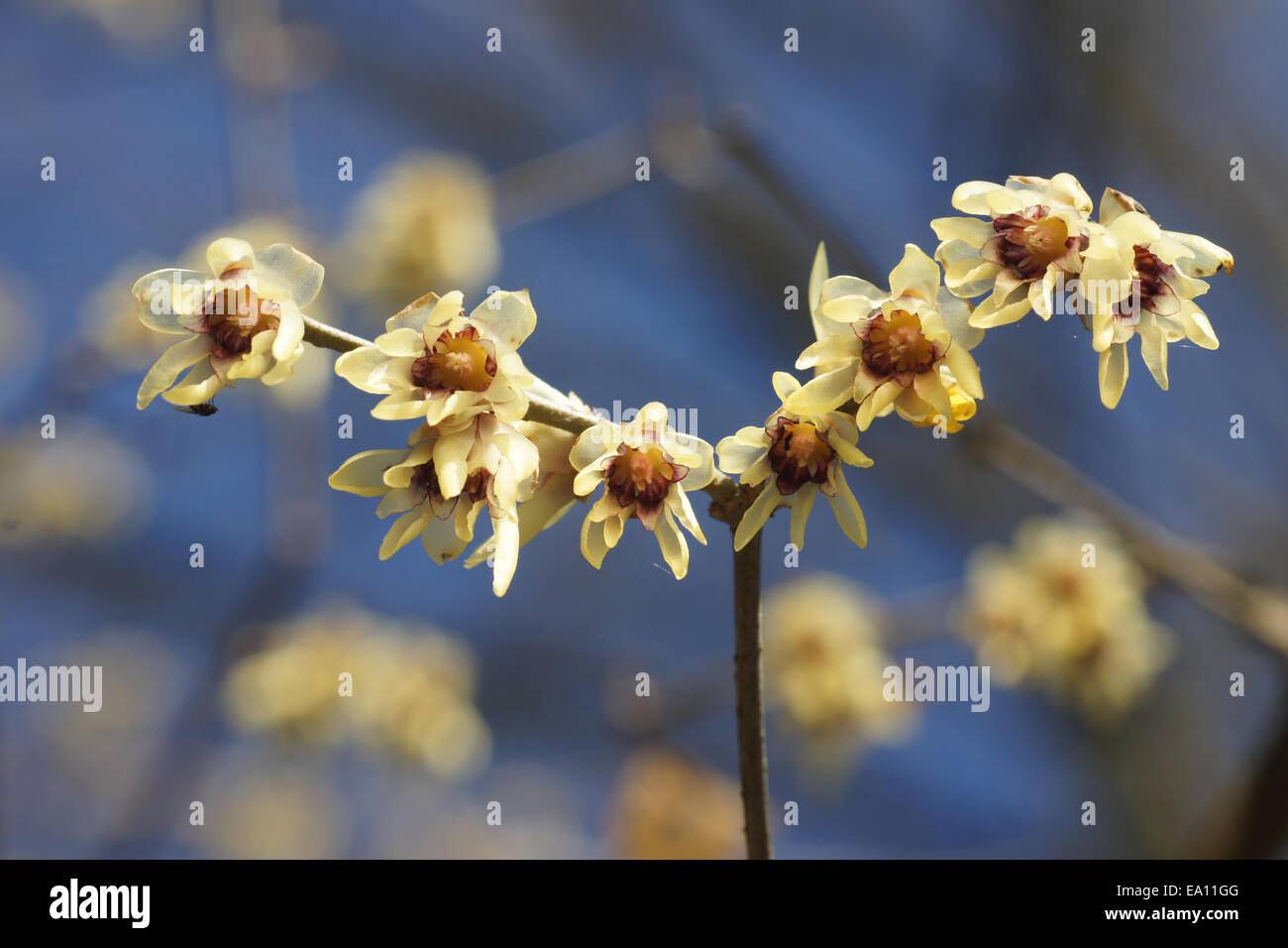 Wintersweet by E. Davies Wintersweet by E. Davies