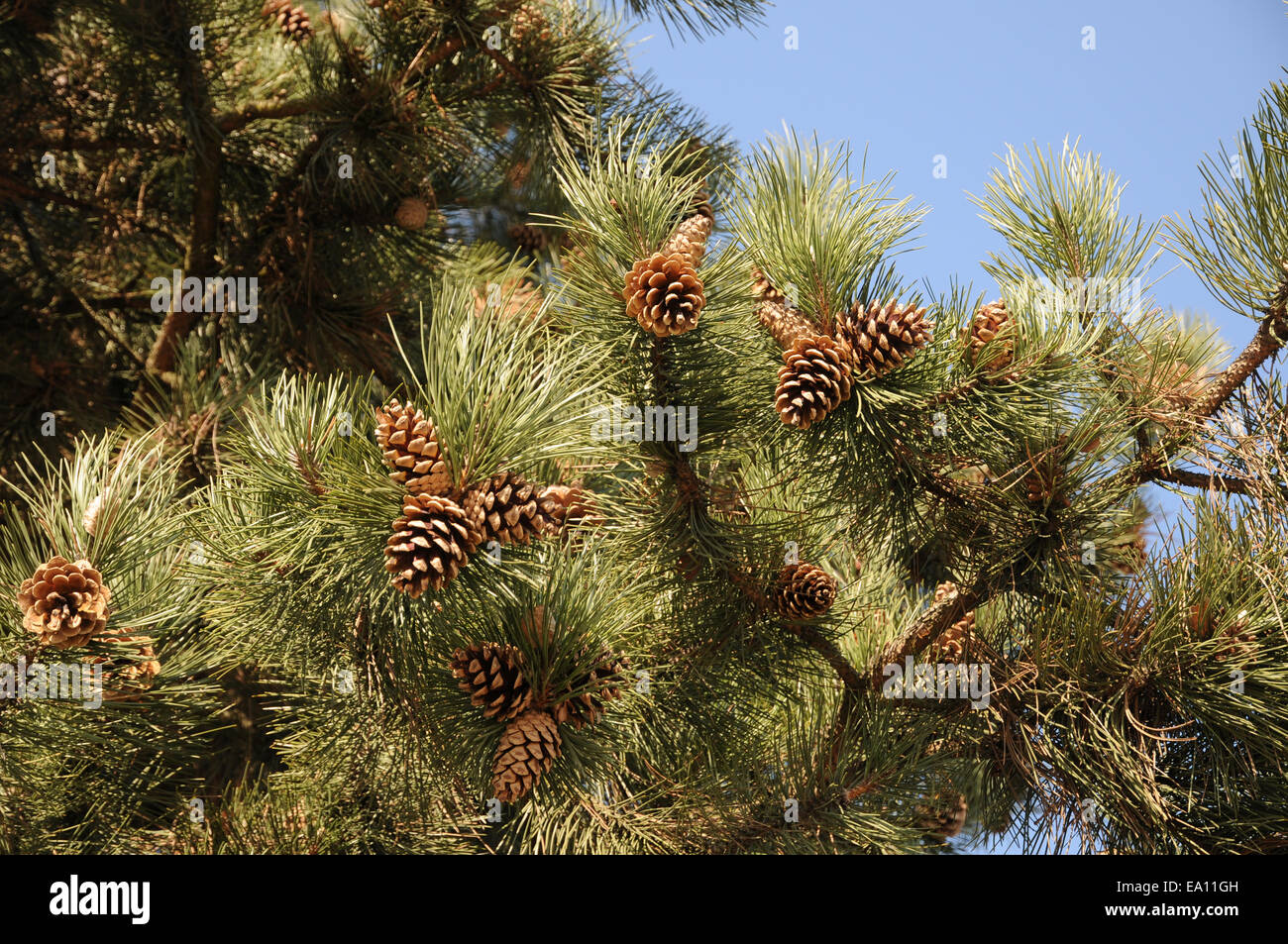 Austrian black pine Stock Photo