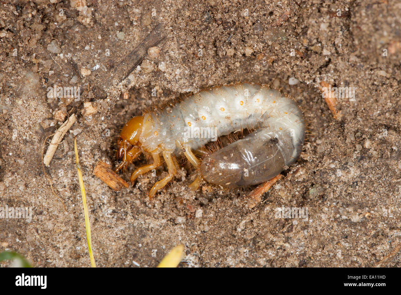 Scarabs, scarab beetle, larva, larvae, grub, Engerling, Käferlarve, Larve, Blatthornkäfer, Scarabaeidae, scarab beetles Stock Photo