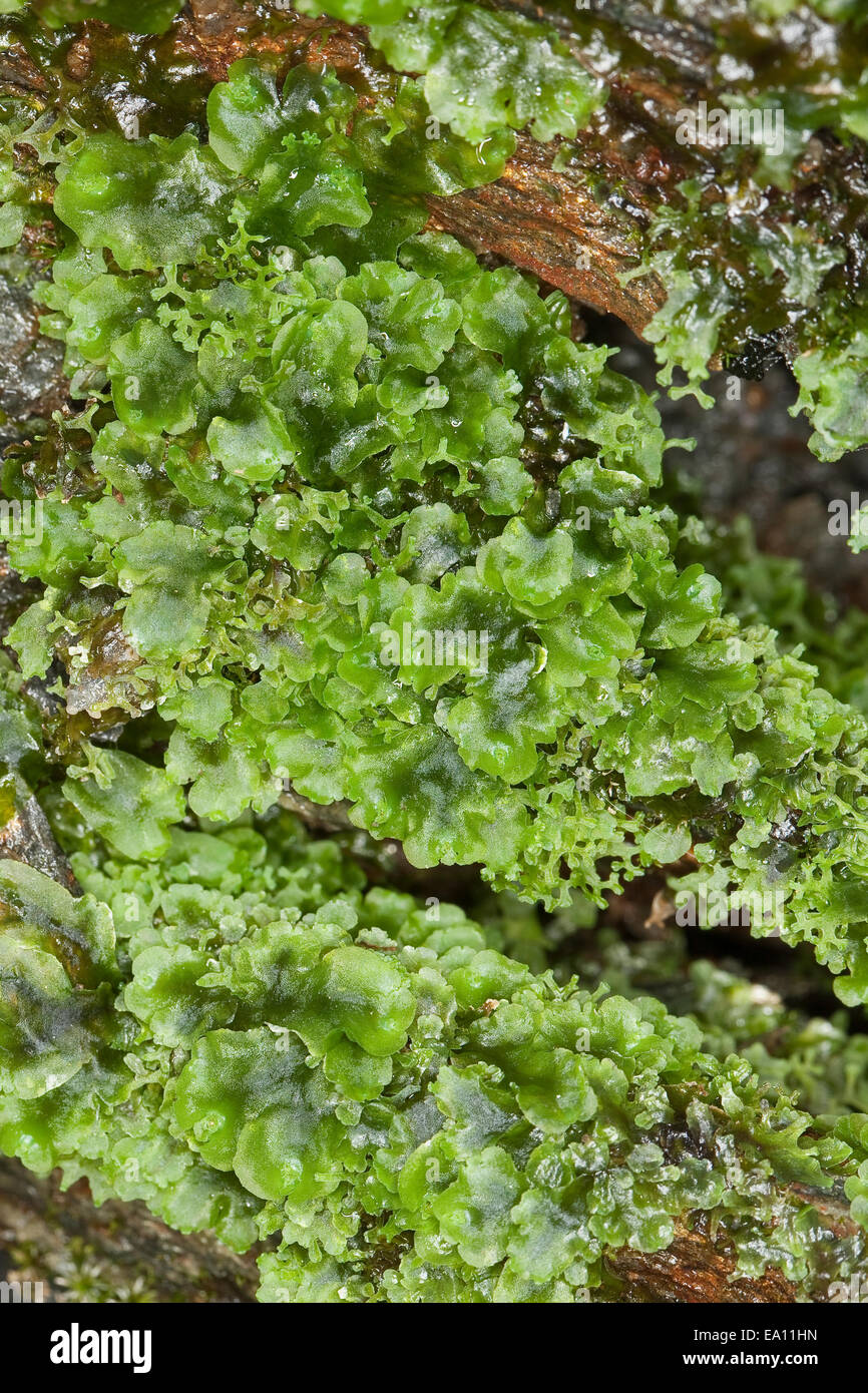 Liverwort, Endivienartiges Beckenmoos, Kelch-Beckenmoos, Pelliamoos, Lebermoos, Pellia endiviifolia Stock Photo