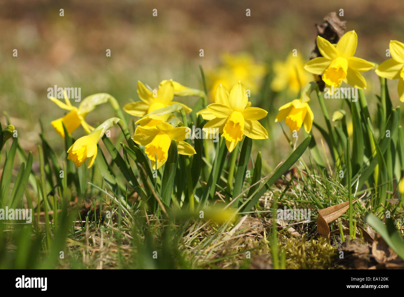 Dwarf daffodil Stock Photo