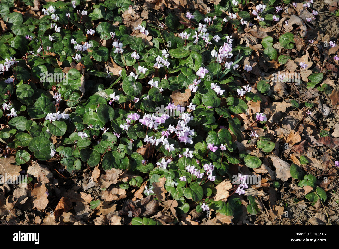 Persian violets Stock Photo