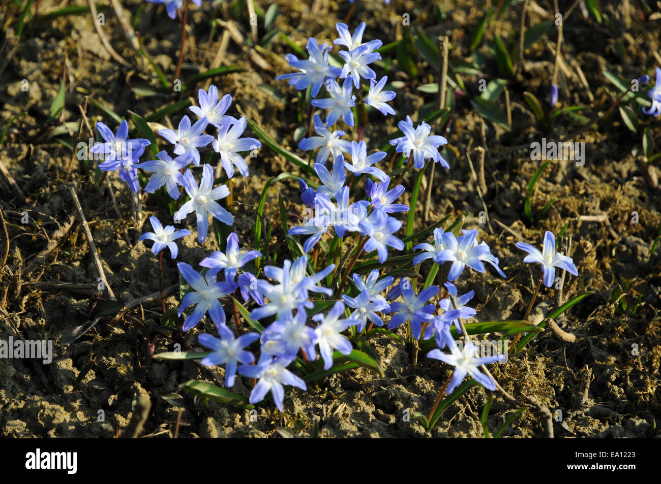 Alpine squill Stock Photo - Alamy