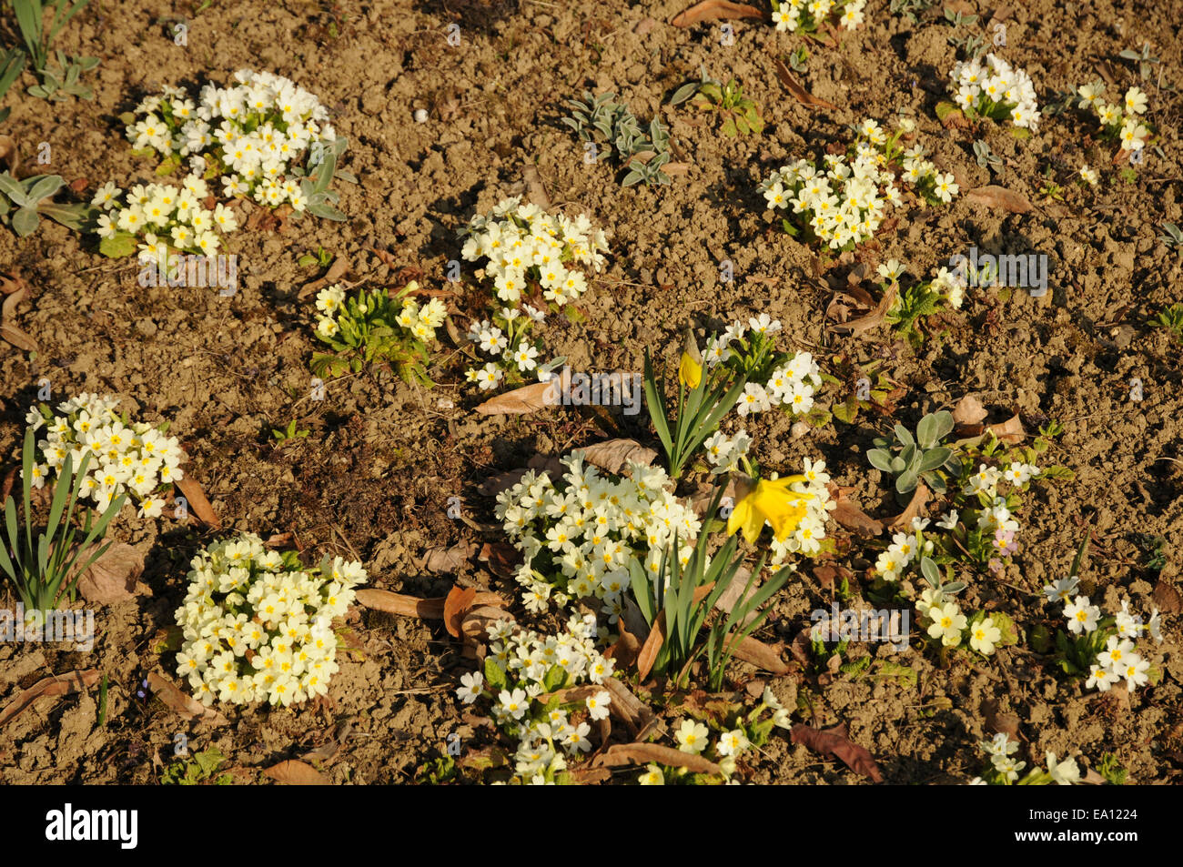 Common primroses Stock Photo