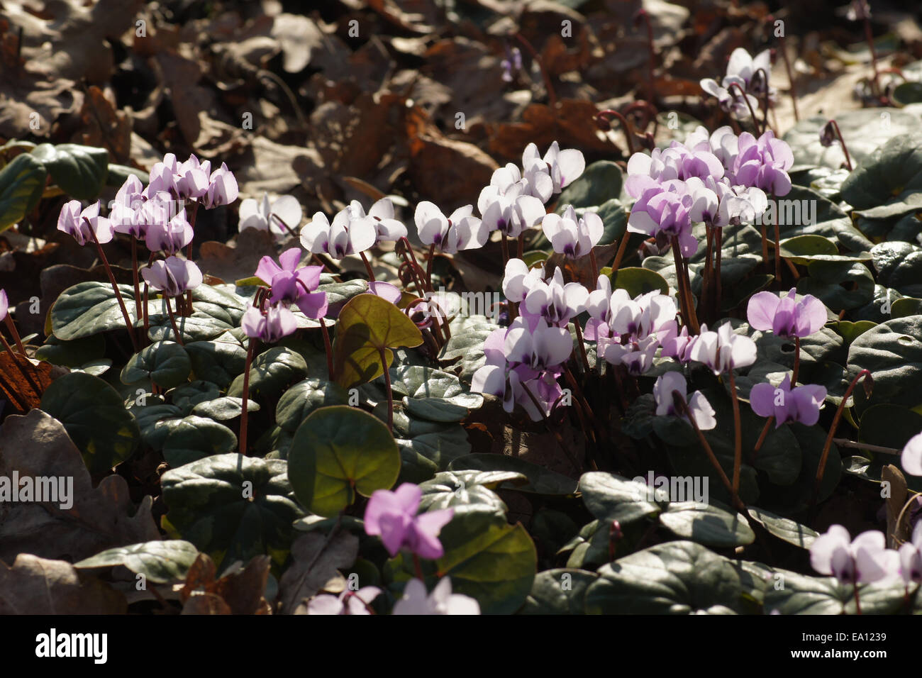 Persian violet Stock Photo