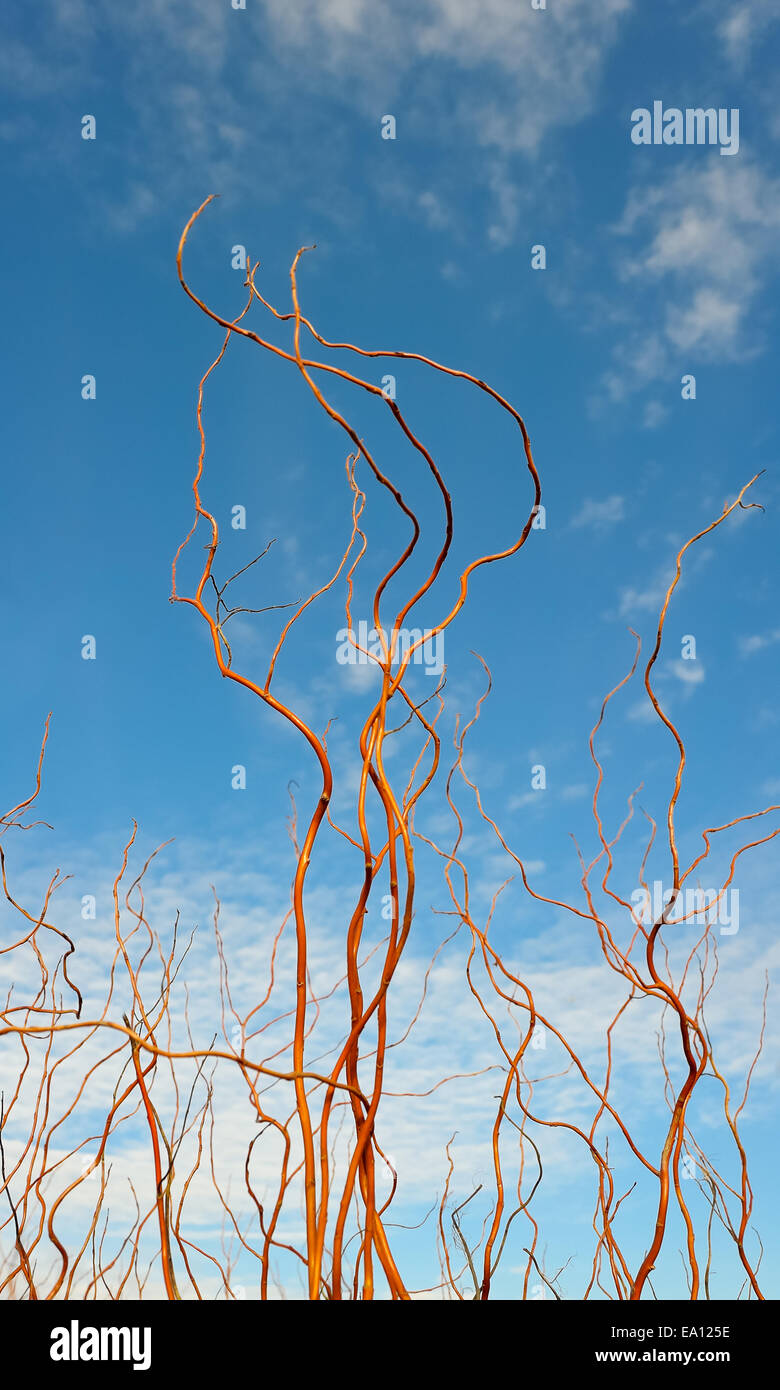 Branches of corkscrew willow Stock Photo - Alamy