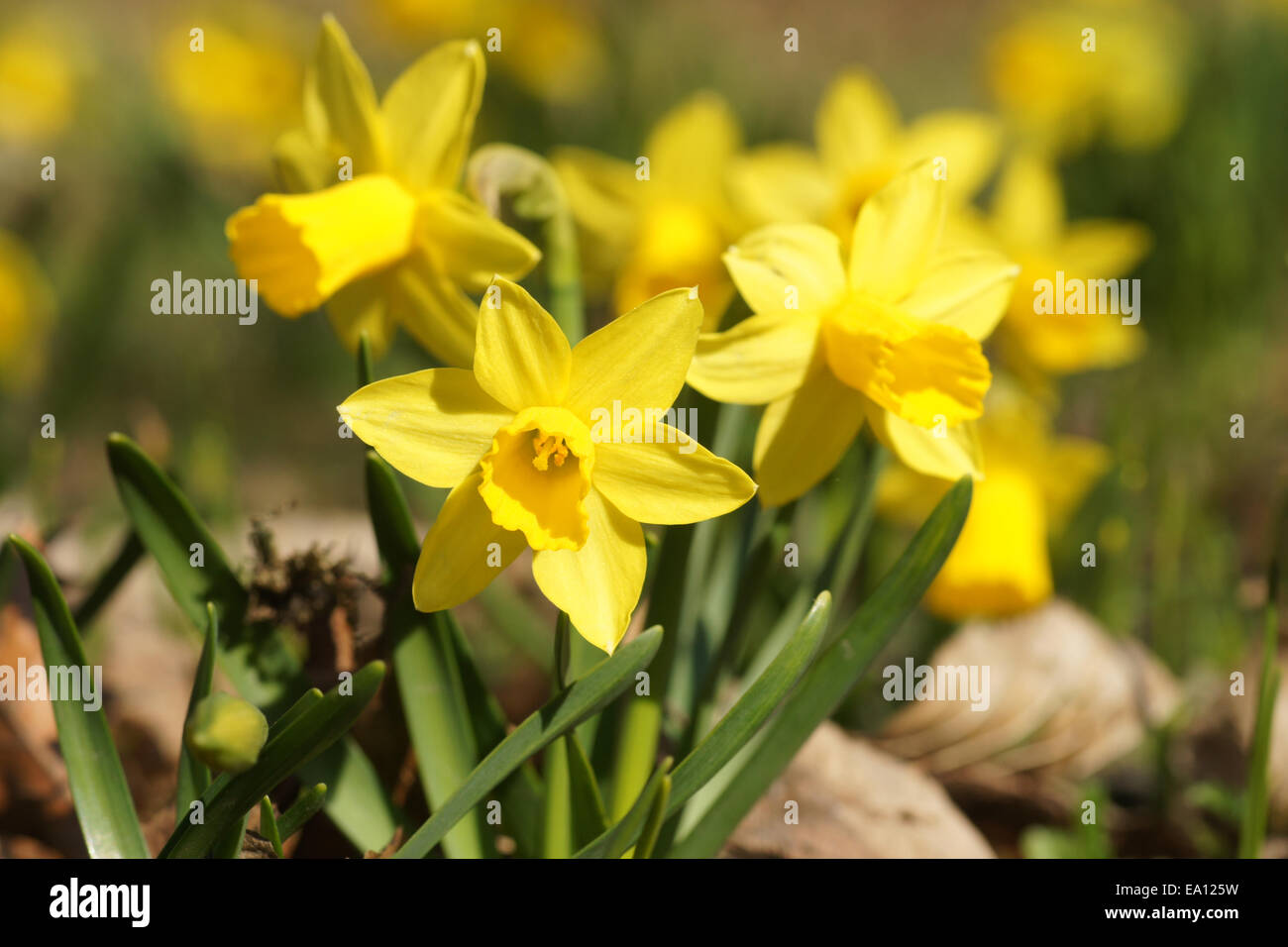 Dwarf daffodil Stock Photo