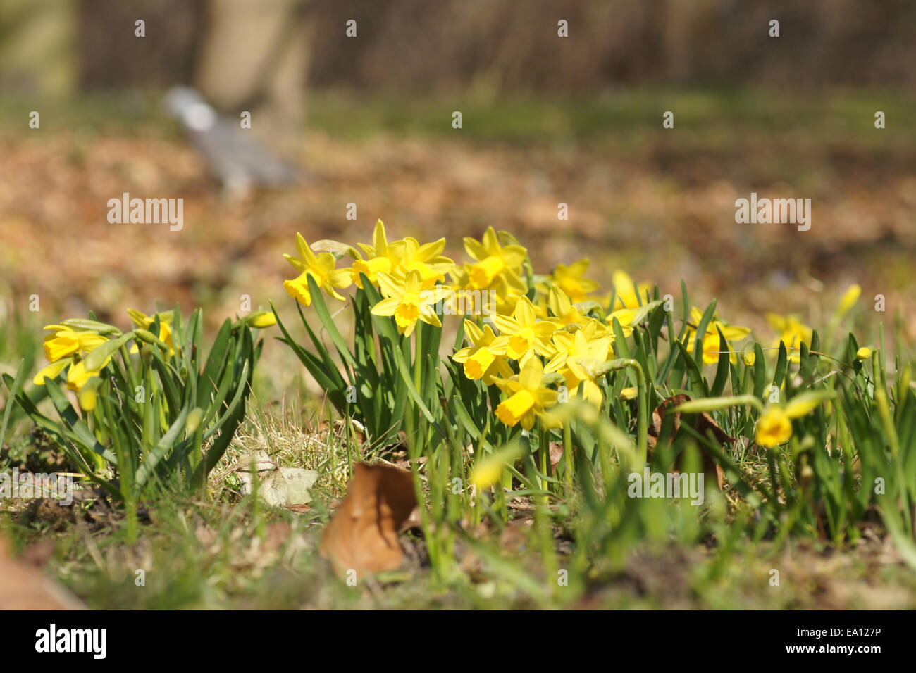 Dwarf daffodils Stock Photo