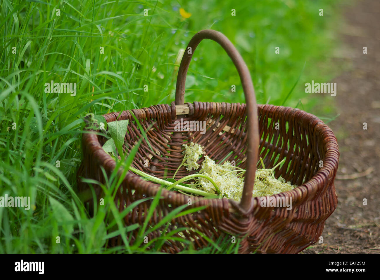 Eatable wild herbs Stock Photo