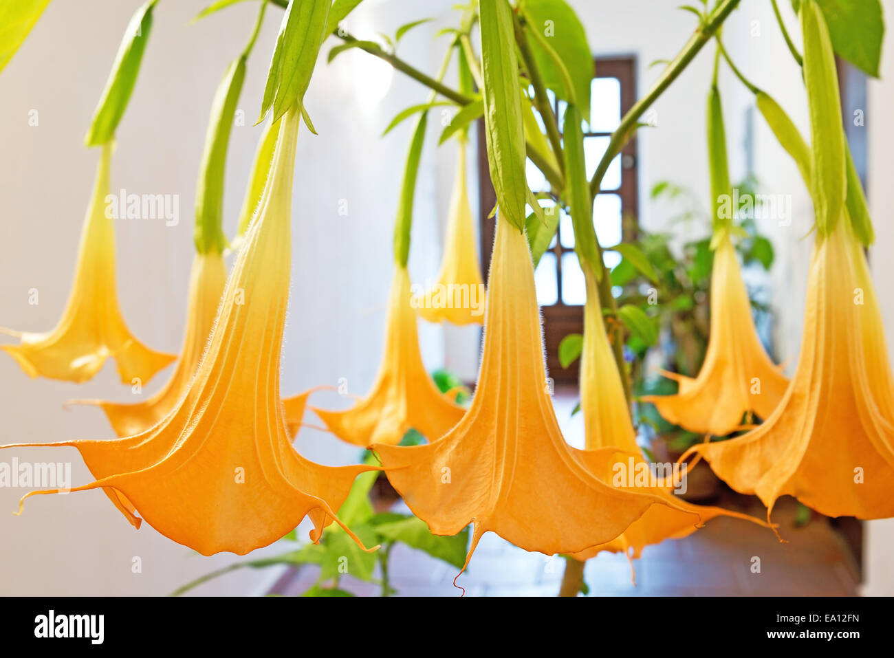 blooming flower - yellow datura in the planter Stock Photo - Alamy