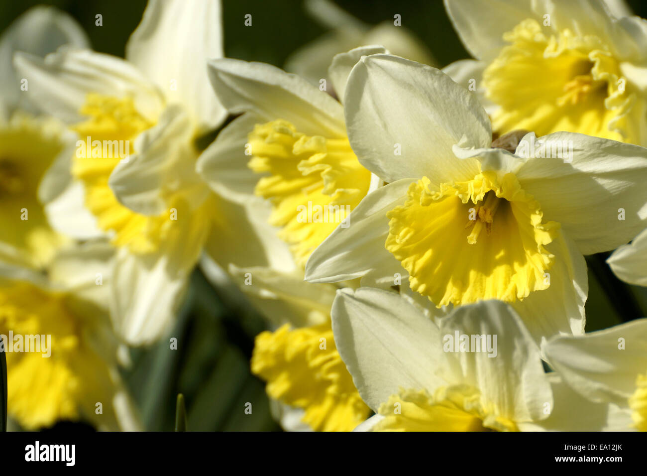 Art of narcissus (Narcissus Stock Photo - Alamy