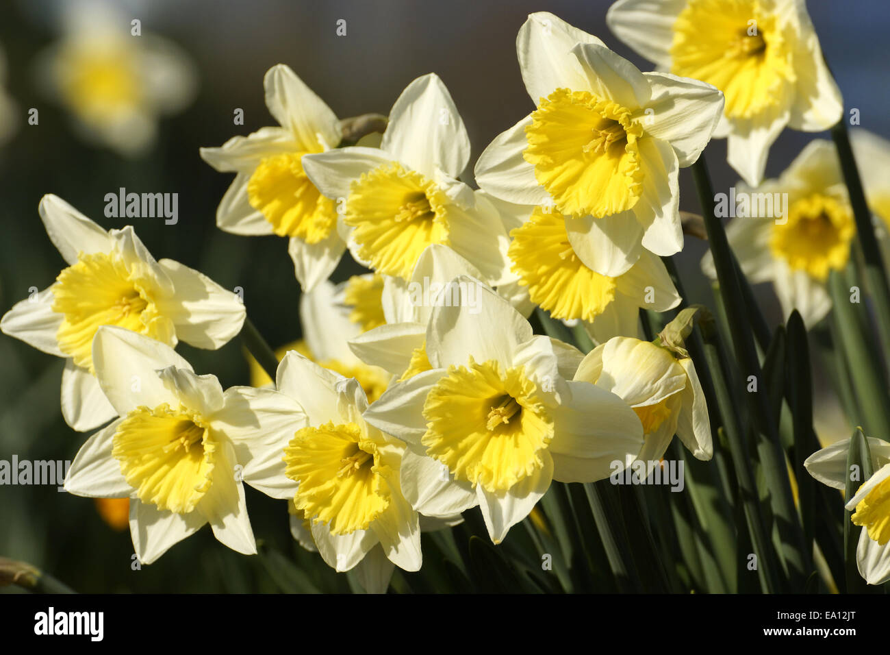 Art of narcissus (Narcissus Stock Photo - Alamy