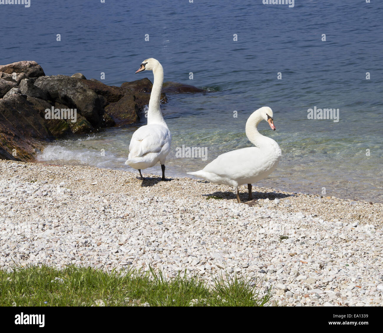 swans Stock Photo