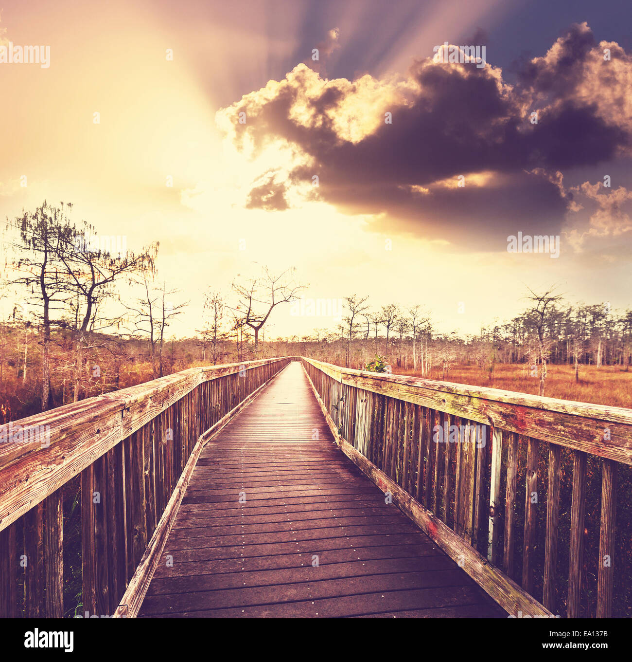 Boardwalk in swamp Stock Photo Alamy