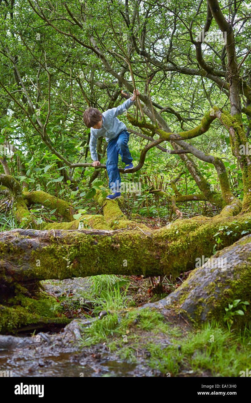 Boy climbing on trees in woods Stock Photo