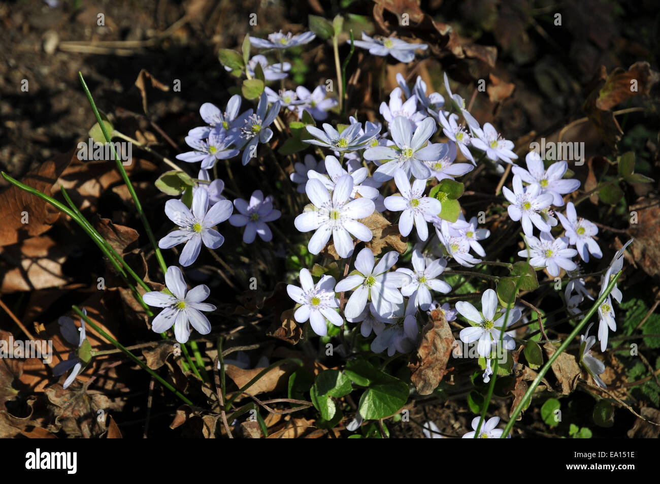 Anemone hepatica Stock Photo
