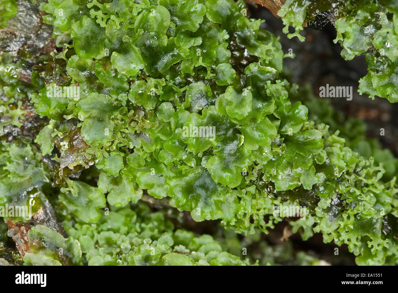 Liverwort, Endivienartiges Beckenmoos, Kelch-Beckenmoos, Pelliamoos, Lebermoos, Pellia endiviifolia Stock Photo