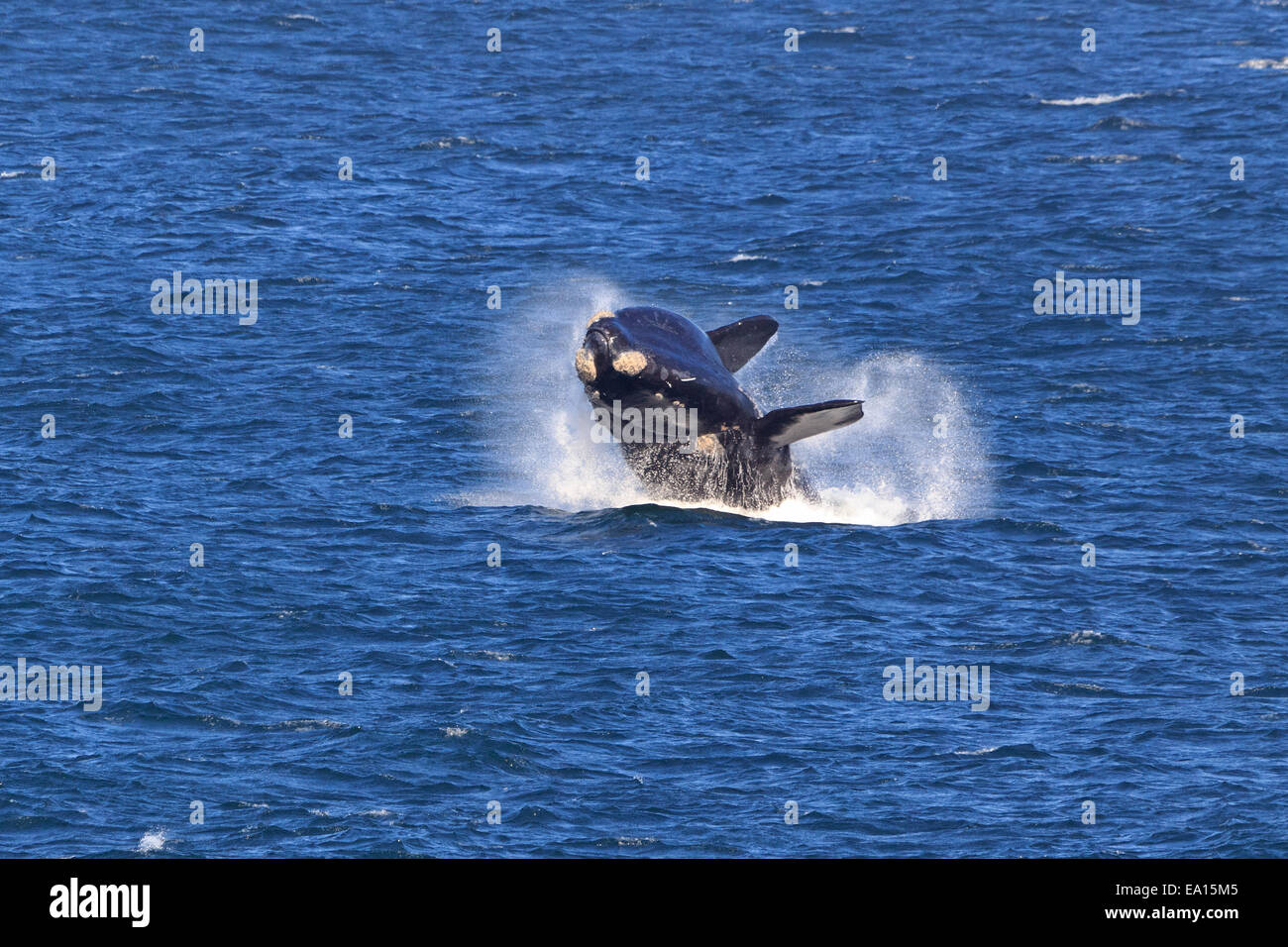 Southern Right Whale Stock Photo - Alamy