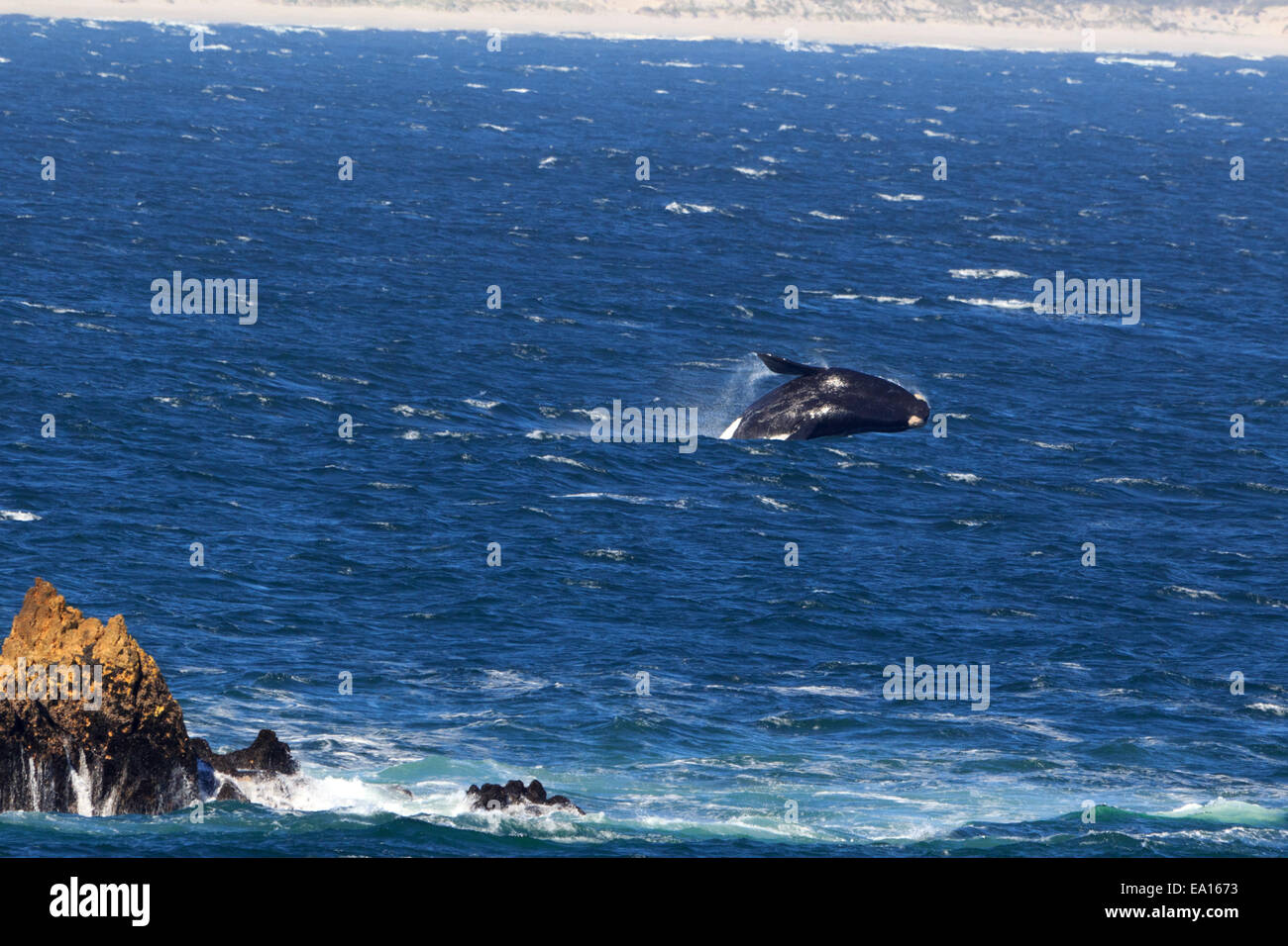 Southern Right Whale Stock Photo - Alamy