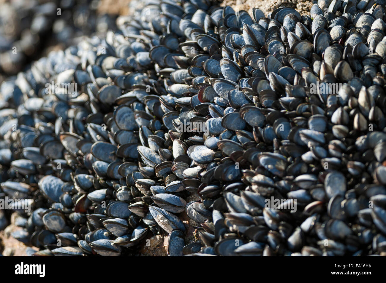 Blue mussels on rocks at Gorran Haven, Cornwall. Stock Photo