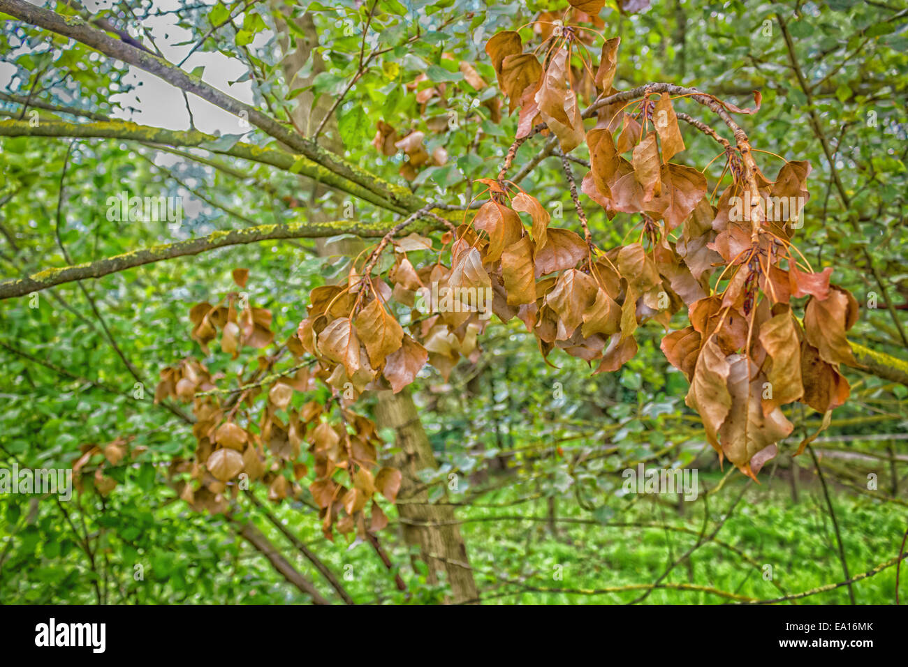 Red brownish dry leaves on Yellow lichen on branches in Italian green area in a summer sunny day Stock Photo