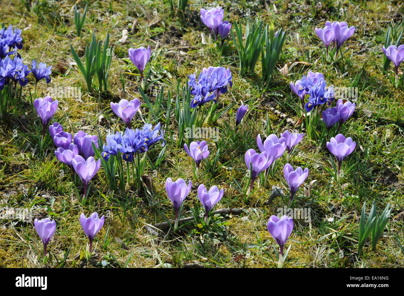 Crocuses, Dwarf irises Stock Photo