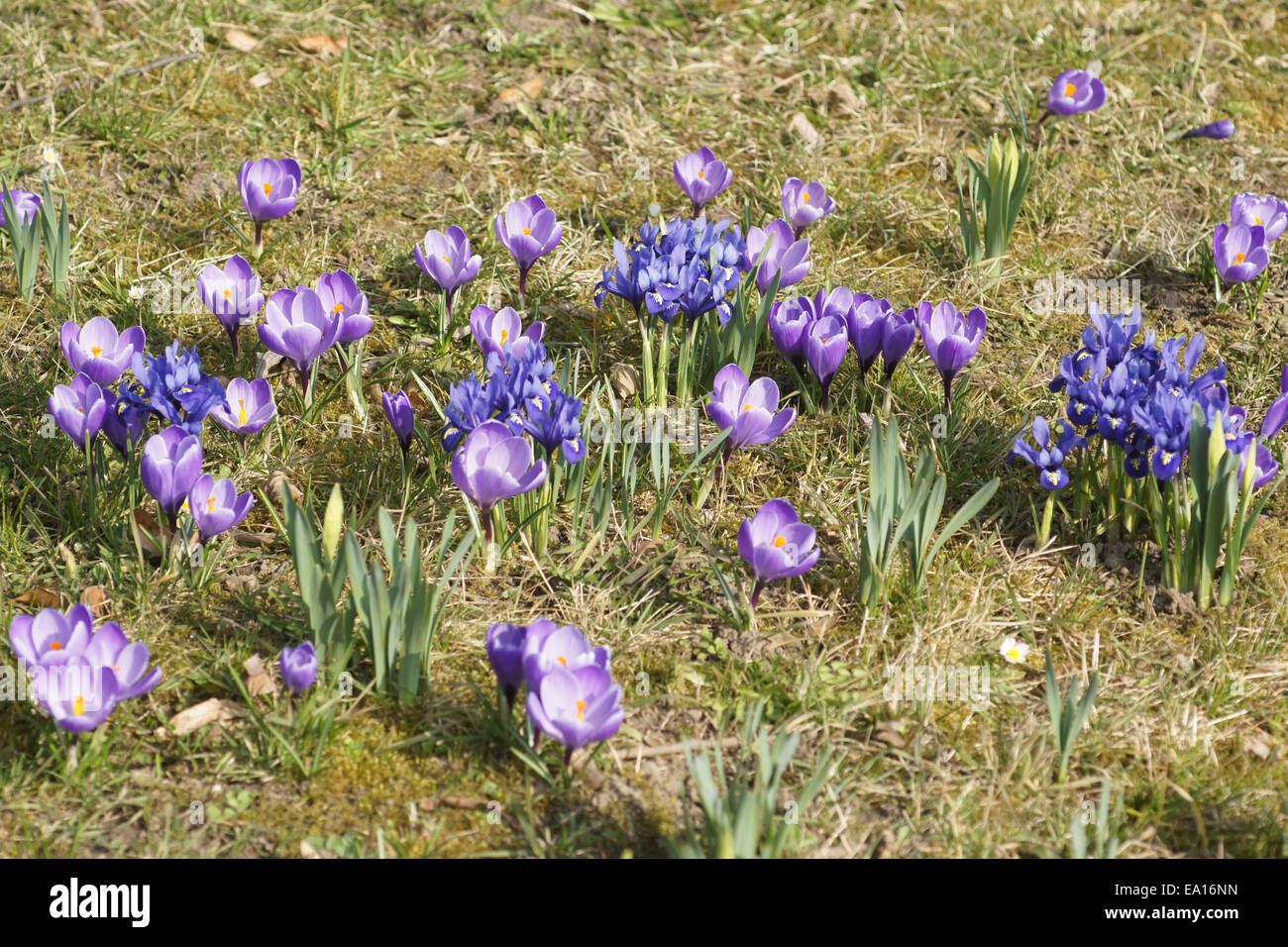 Crocuses, Dwarf irises Stock Photo