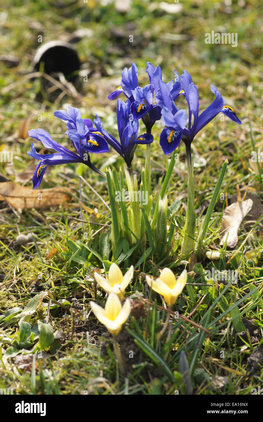 Dwarf irises, Golden crocus Stock Photo