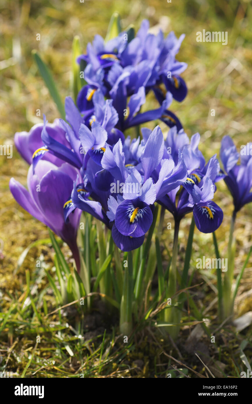 Crocus, dwarf irises Stock Photo