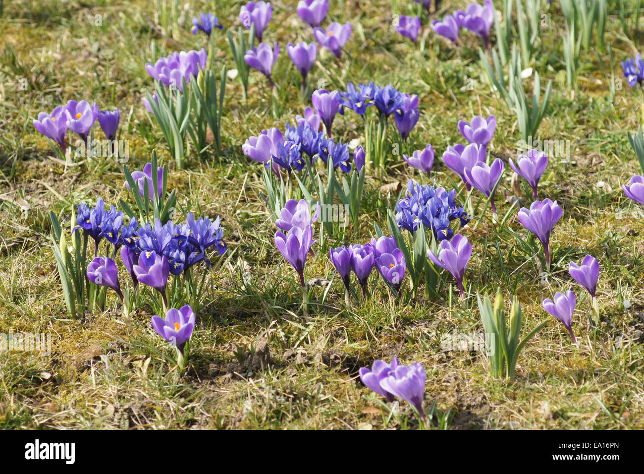 Crocus, Dwarf irises Stock Photo