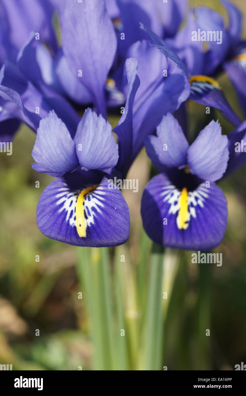Dwarf iris Stock Photo