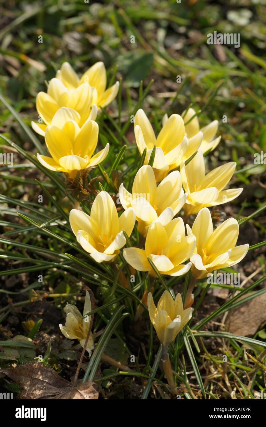 Crocus chrysanthus cream beauty hires stock photography and images Alamy