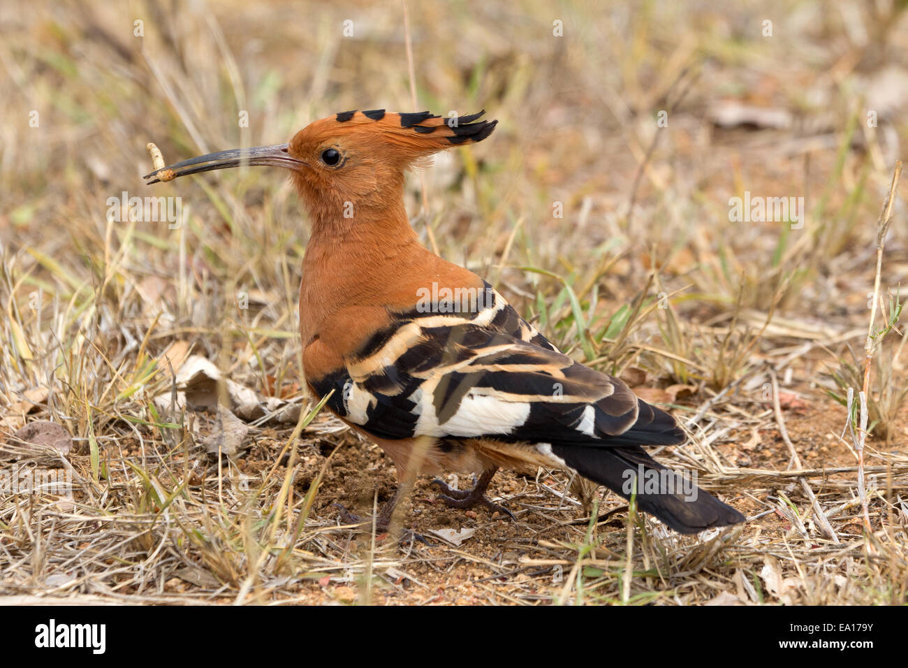 african hoope Stock Photo