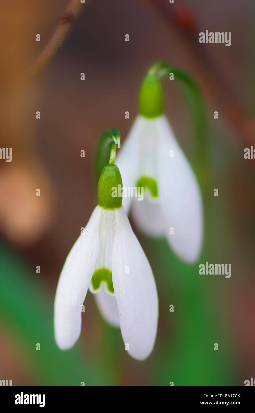 Galanthus nivalis in spring Stock Photo