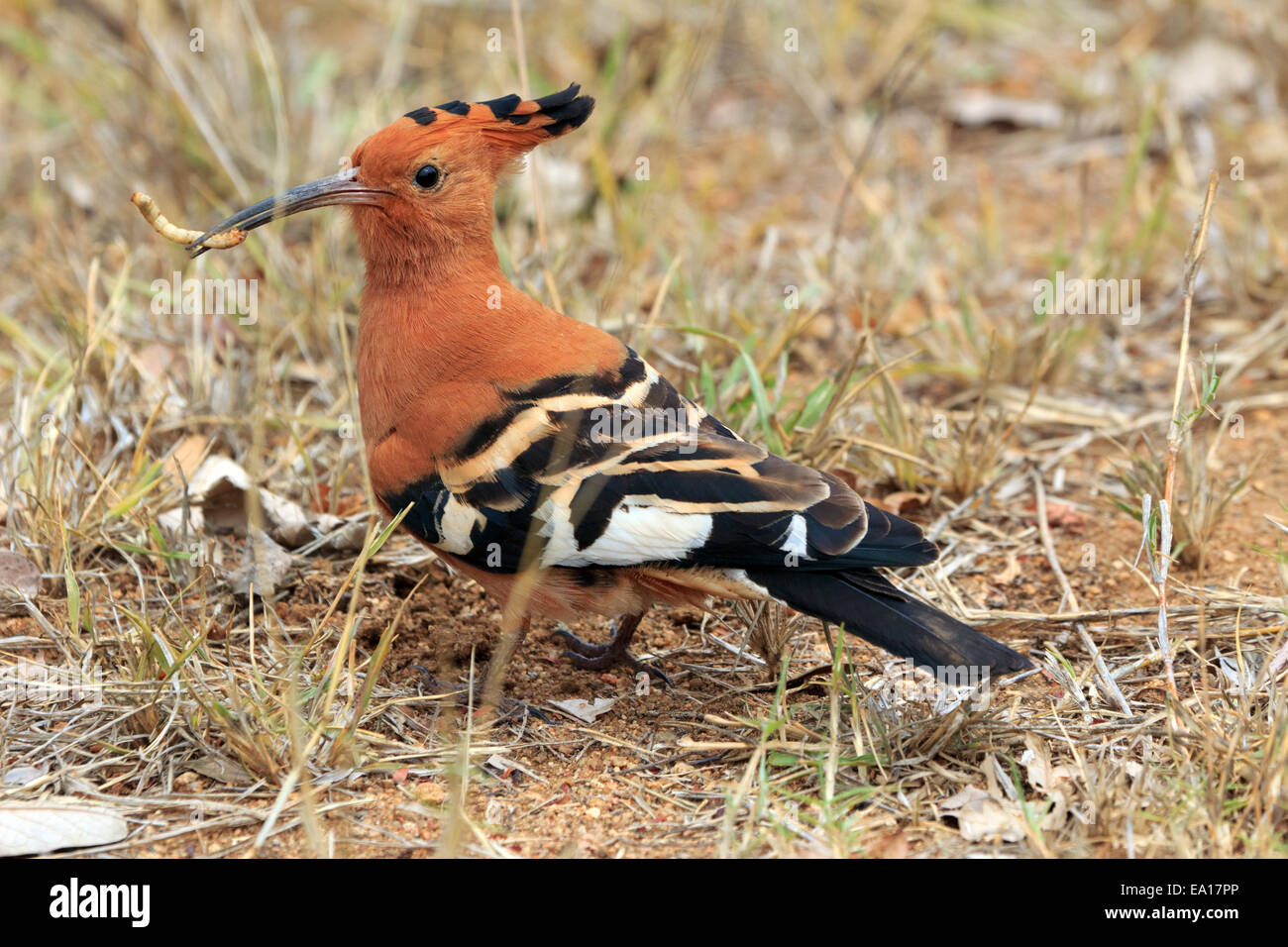 african hoope Stock Photo