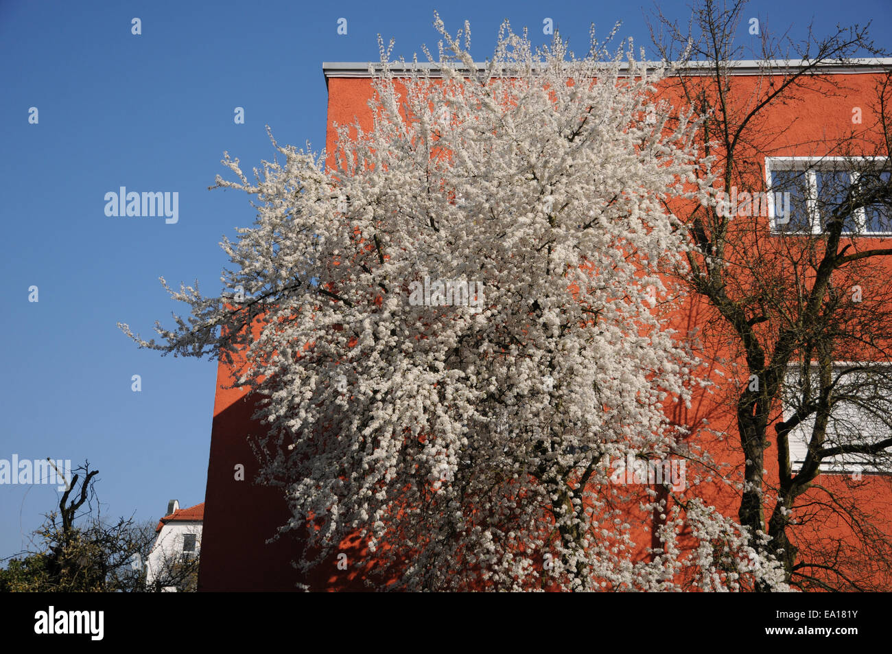 Cherry plum and Plum tree Stock Photo Alamy