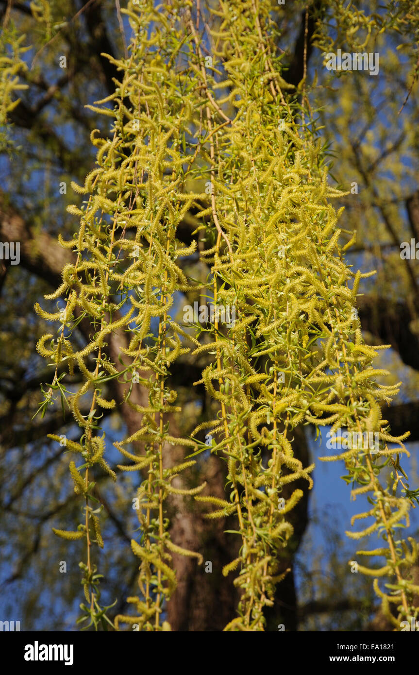 Weeping willow Stock Photo Alamy