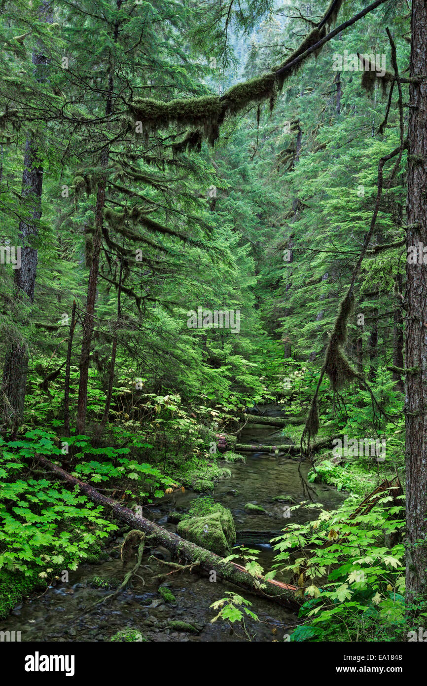 A river of the temperate coastal rain forest, Tongass National Forest
