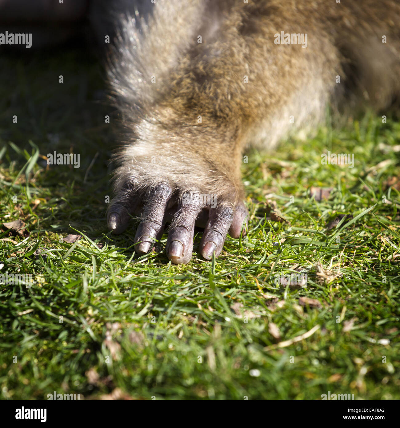 hand of a monkey Stock Photo - Alamy
