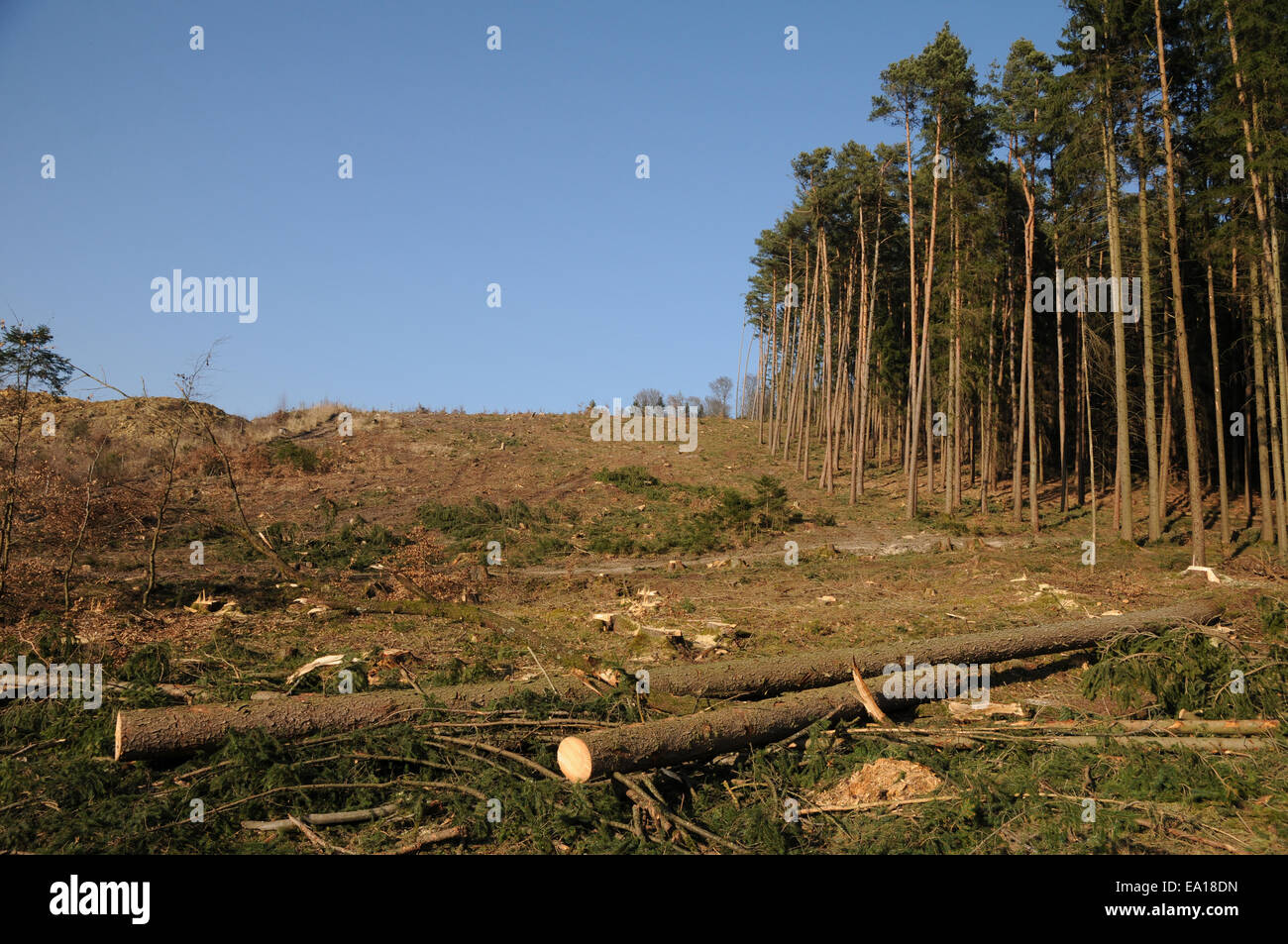 Wood-clearing Stock Photo