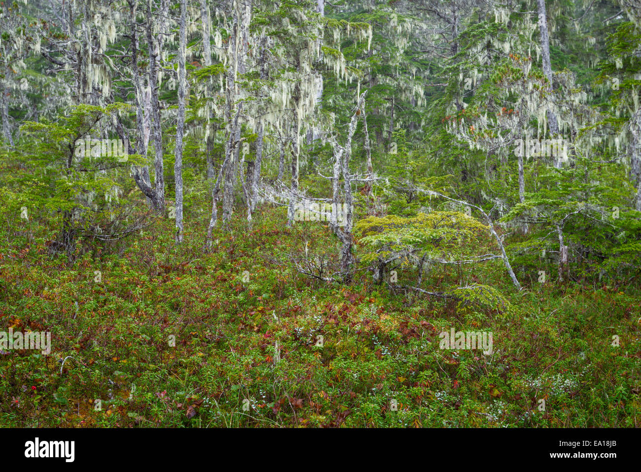 Low growing shrubs and small stands of stunted trees adorned with arboreal lichens in muskeg, Tongass National Forest, Alaska Stock Photo