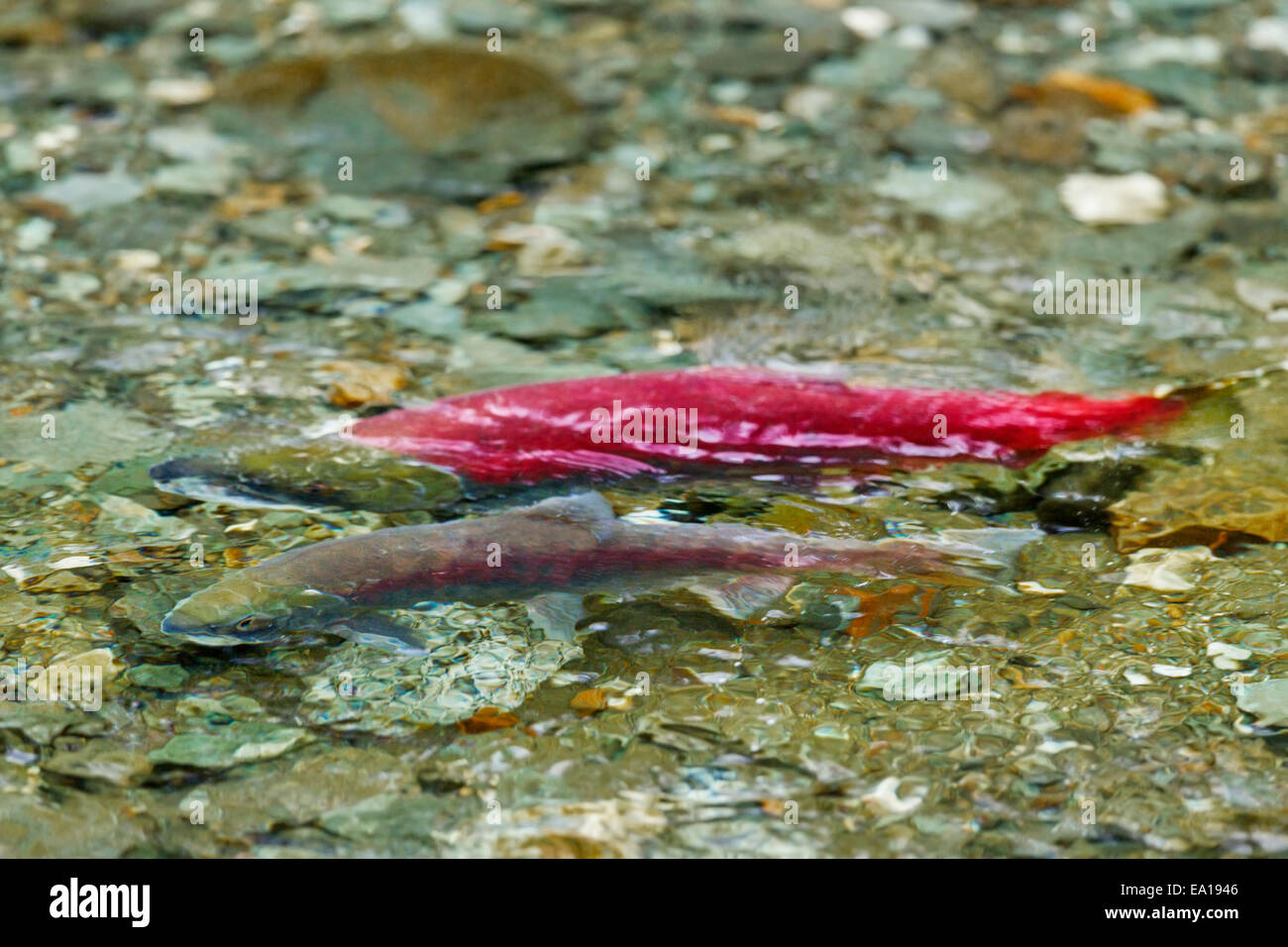 A male red Sockeye Salmon guards a female after digging a redd in its spawning site, Tongass National Forest, Southeast Alaska Stock Photo