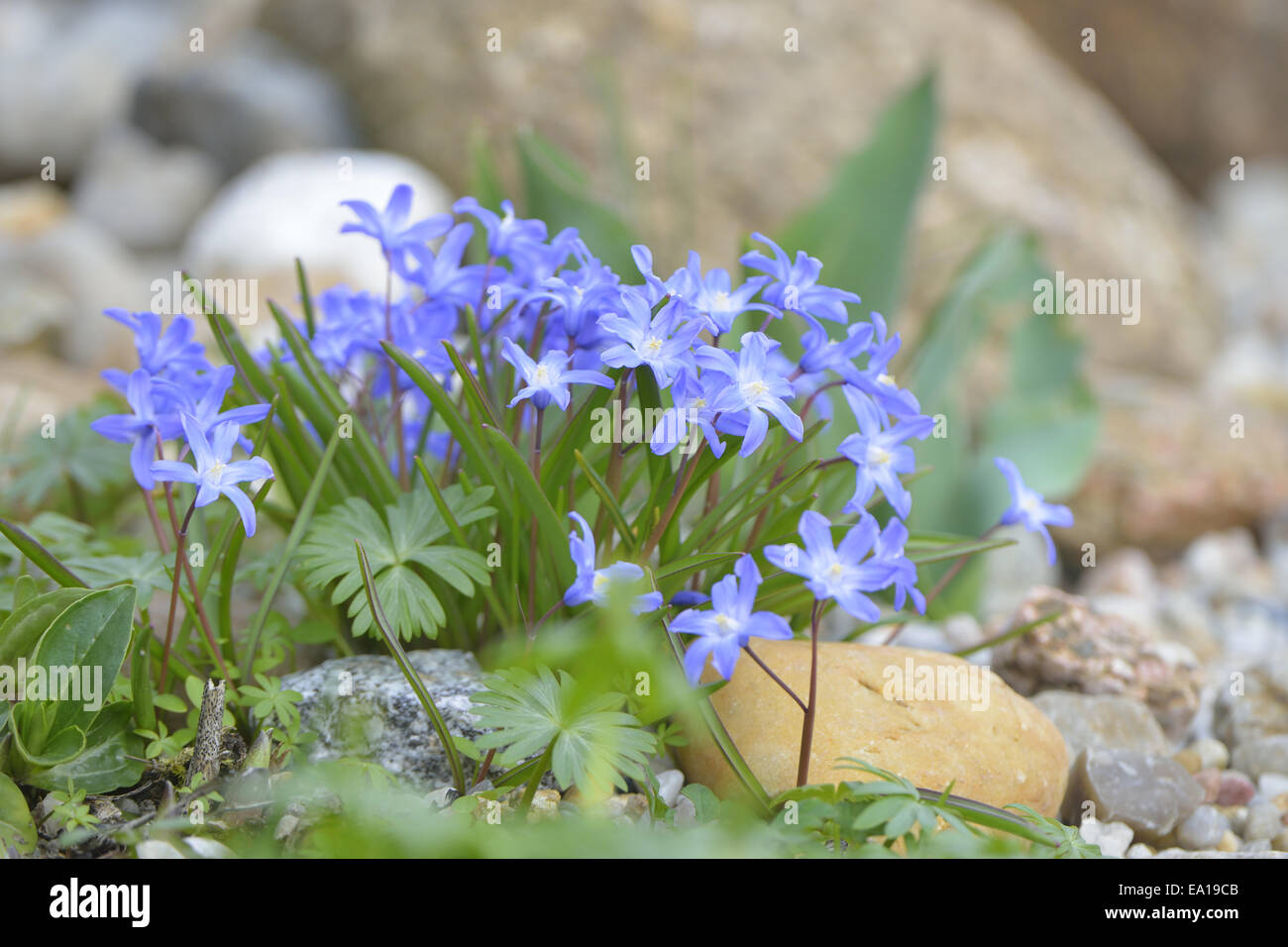 Two-leaf squill Stock Photo