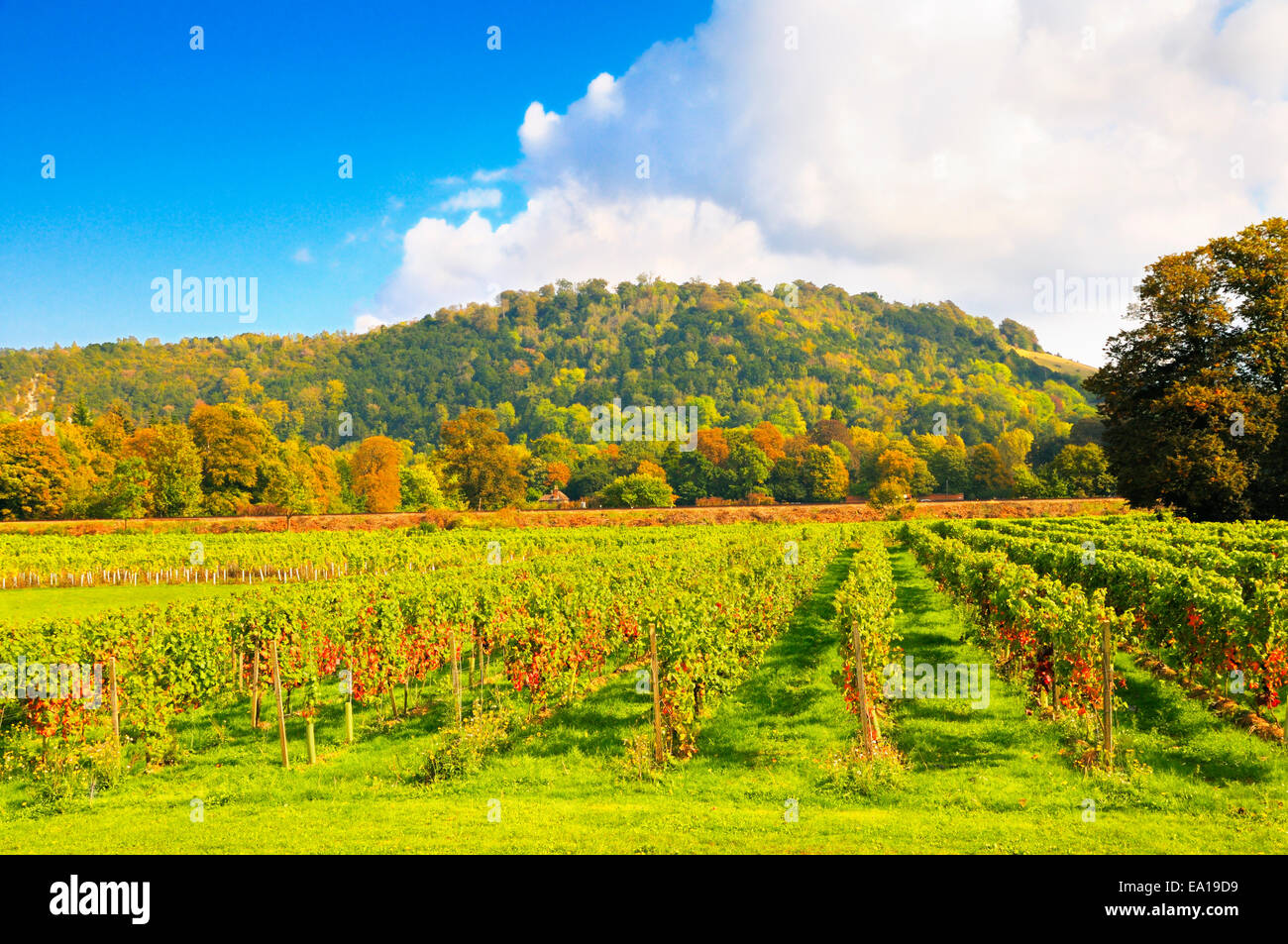 Denbies Wine Estate and Box Hill, Dorking, Surrey, England, UK Stock Photo