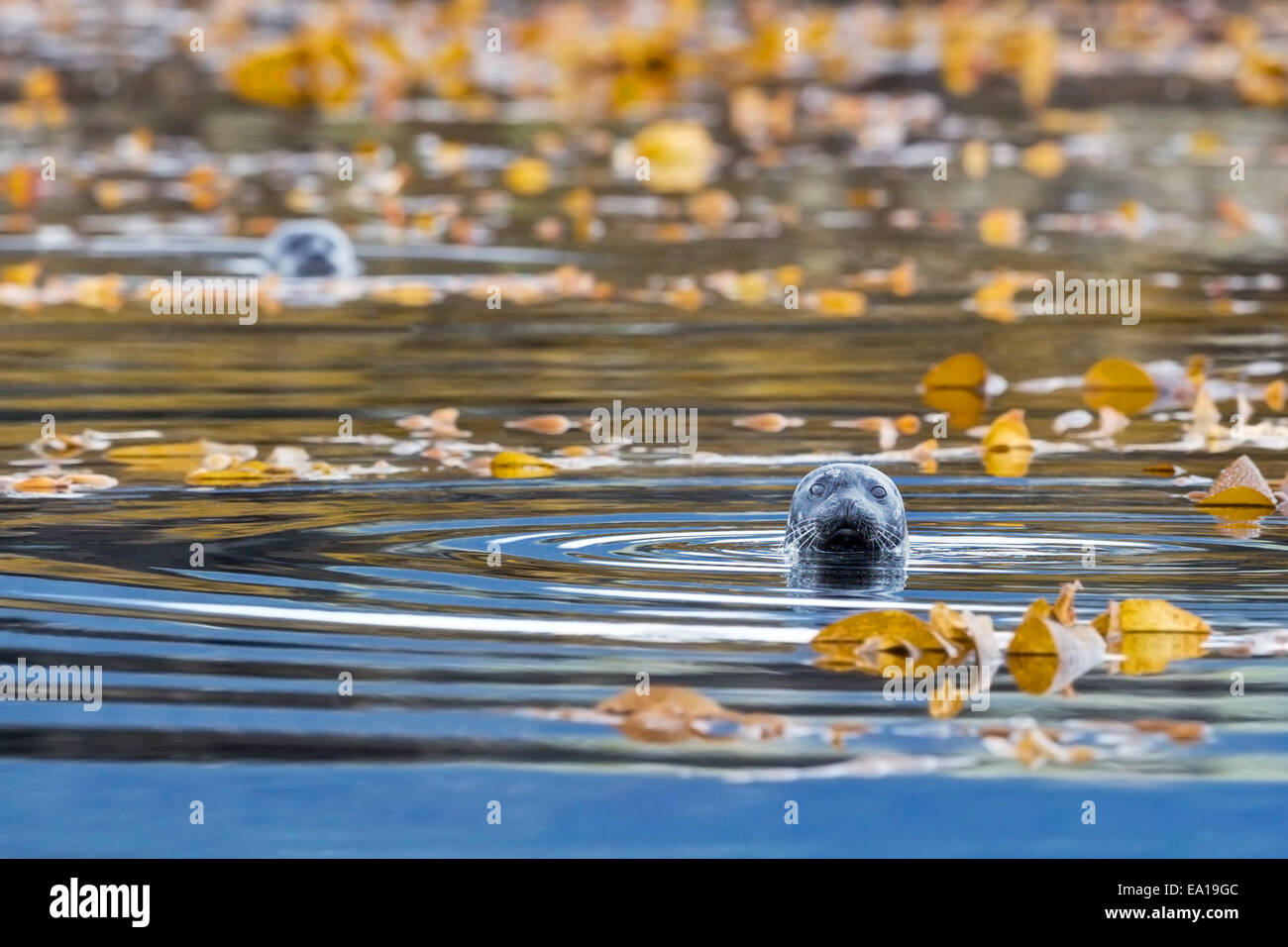 Harbour seals (Phoca vitulina) bottling amidst the kelp near the shore of the Tongass National Forest, Southeast Alaska Stock Photo
