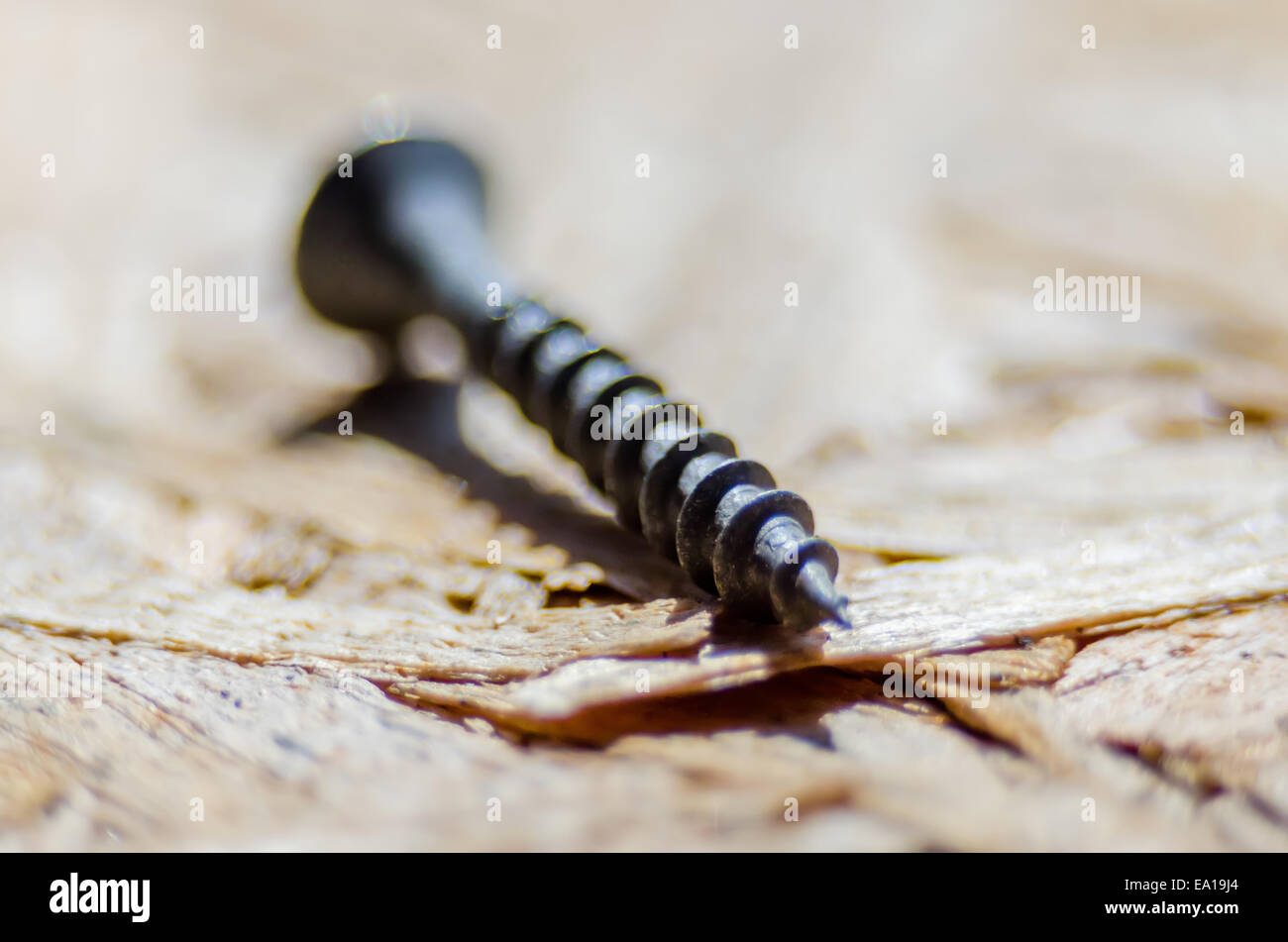 closeup of a plywood screw,general purpose Stock Photo