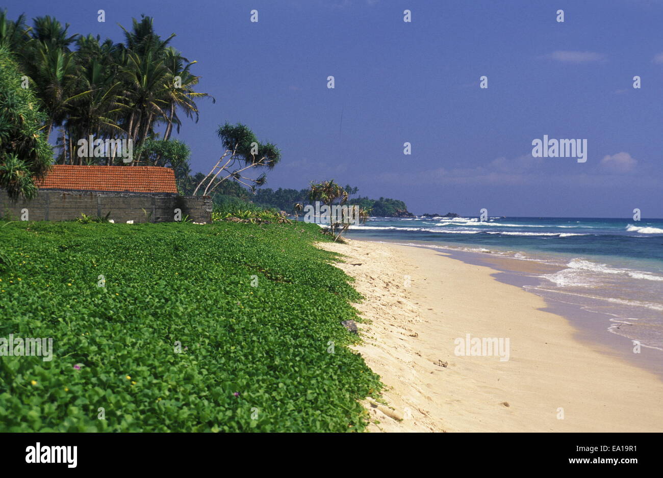 Palmen sri lanka hi-res stock photography and images - Alamy