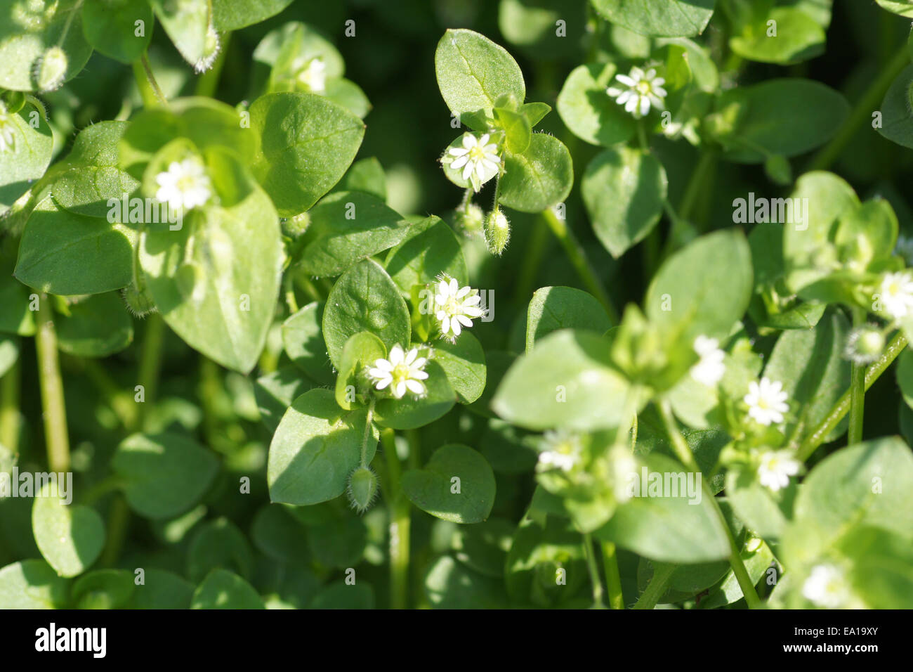 Chicken weed hi-res stock photography and images - Alamy