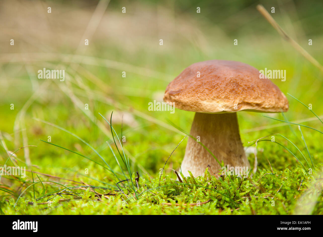 macro photo of boletus in moss Stock Photo